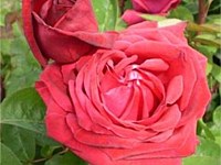 ‘Kashmir’ rose